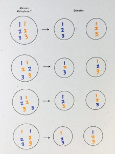 The blue chromosomes are from the maternal grandmother. The orange chromosomes are from the maternal grandfather. These are the possible gametes the mother can make from her mother's and father's chromosomes.
